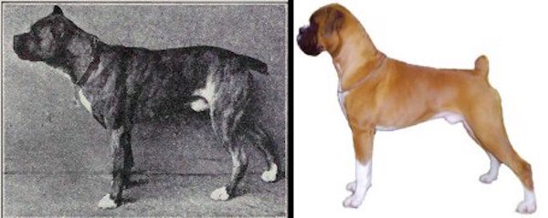 Boxer
